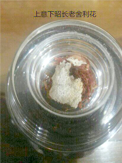 佛教禅门泰斗 意昭老和尚