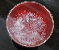 佛降甘露恭贺《藉心经说真谛》至宝经典法会