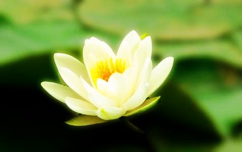 念观世音菩萨圣号的人，是大福报之人