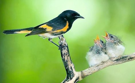 让孩子从小懂得众生平等的道理,发自内心地去善待它们!