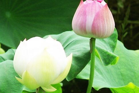 当你浮躁、烦闷、焦虑时,不妨多读读这几则故事