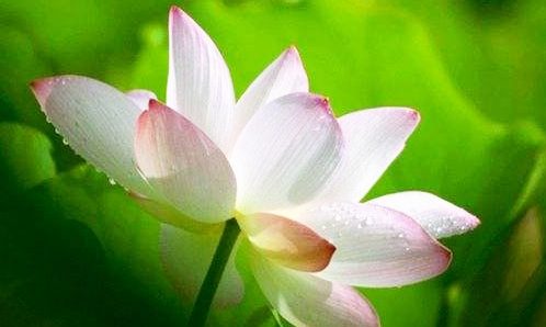 说说六道众生:（六）人重新投胎会到哪里？