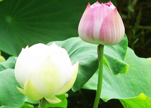 清居比丘预知时至 安详往生