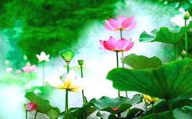 病危念阿弥陀佛,观音菩萨来治愈