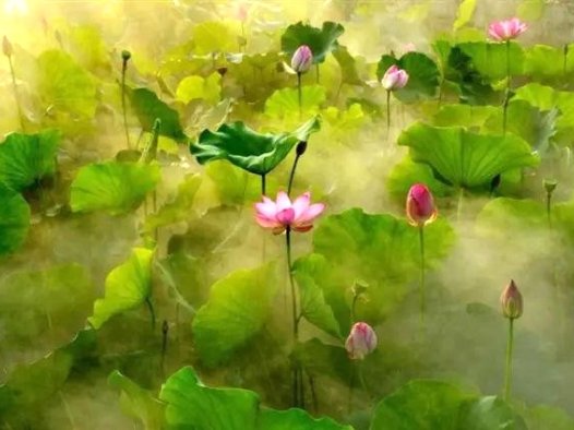 因为有了佛法,尽管生死别离却满怀幸福