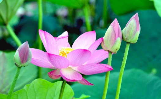 你知道如何摆脱生活的烦恼痛苦吗?