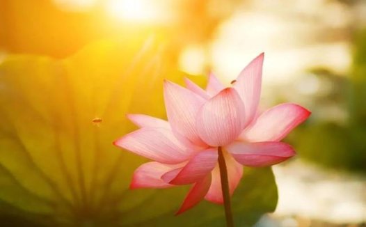 身处逆境要学会韬光养晦