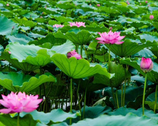 遇到遭遇痛苦的路边毛孩，该怎么办？